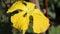 Luffa visitor plant flower yellow morning