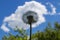 Luffy dandelion close-up on a background of blue sky with white clouds. Transparent dandelion with seeds on a white