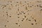Lugworm (arenicola marina) casts on a beach