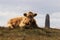 Luing cow sitting in front of American Monument on Isle of Islay, Scotland