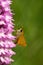 Lulworth Skipper butterfly - Thymelicus acteon - pollinating Pyramidal Orchid - Anacamptis pyramidalis