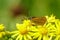 Lulworth Skipper (Thymelicus acteon), taken in the UK