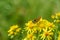 Lulworth Skipper (Thymelicus acteon), taken in the UK