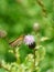 Lulworth Skipper (Thymelicus acteon), taken in the UK