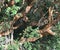 Luma apiculata tree (Chilean myrtle)
