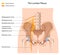 The lumbar plexus