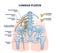 Lumbar plexus as anatomical web of lumbosacral nerves outline diagram