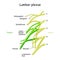 Lumbar plexus. Clinical Anatomy of Spinal Nerves