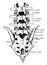 Lumbar Showing Position of Fourth Lumbar Spine, vintage illustration