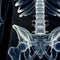 the lumbar spine
