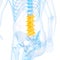 The lumbar spine