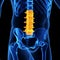 The lumbar spine