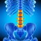 The lumbar spine