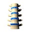 Lumbar Spine - Anterior view