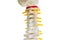Lumbar spine displaced herniated disc fragment, spinal nerve and bone. Model on white background with clipping path, for treatment