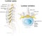 Lumbar spine and lumbar vertebra, labeled anatomical illustration