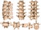 Lumbar spine structure, vertebral bones, anterior, lateral, posterior, superior view