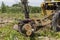 Lumber Industry Grabbing Crane Loading Timbers - Deforestation