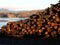 Lumber Pile