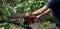 Lumberjack with a chainsaw cutting wood trees in action s