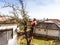 Lumberjack with chainsaw and harness pruning a tree.