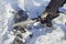 Lumberjack cuts a tree limb into pieces in a forest in the snow. Sawing felled tree into pieces