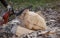 Lumberjack cuts wood with a circular saw