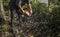 Lumberjack logger worker in cutting firewood timber tree in forest with orange chainsaw.