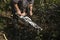 Lumberjack logger worker in cutting firewood timber tree in forest with orange chainsaw.