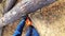 Lumberjack logger worker in protective gear cutting firewood timber tree in forest with chainsaw