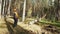 Lumberjack logger worker in protective gear cutting firewood timber tree in forest with chainsaw