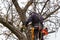 Lumberjack with saw and harness pruning a tree. Arborist work on old walnut tree.