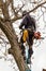 Lumberjack with saw and harness pruning a tree. Arborist work on old walnut tree.