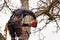 Lumberjack with saw and harness pruning a tree. Arborist work on old walnut tree.