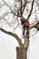 Lumberjack with saw and harness pruning a tree. Arborist work on old walnut tree.