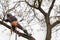 Lumberjack with saw and harness pruning a tree. Arborist work on old walnut tree.