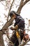 Lumberjack with saw and harness pruning a tree. Arborist work on old walnut tree.