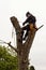 Lumberjack with saw and harness pruning a tree. Arborist work on old walnut tree.