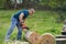 Lumberjack sawing beech logs