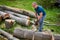 Lumberjack sawing beech logs