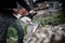 Lumberjack worker in full protective gear cutting firewood