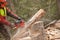 A lumberjack working safely with chainsaw and protection equipment inside an Italian forest