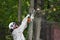 Lumberjack works with a chainsaw. Climber on a white background. cuts branches with a chainsaw and throws it to the ground.