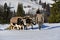 Lumberjacks guiding his two oxen to pull the tree