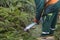 Lumberman hands cutting branches of pines, used Christmas tree, with the chainsaw for recycling. Collection point for recycling