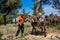 Lumberman loads the cut wood into horses and mules to carry in the suburban forest of Thessaloniki