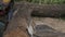 Lumberman using chainsaw sawing dry wood lying on ground. slow motion