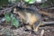 A Lumholtz's tree-kangaroo (Dendrolagus lumholtzi) Queensland, Australia