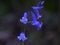 A Luminescent Bluebell Flower In Ancient Woodland