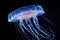 a luminescent jellyfish against a deep blue background
